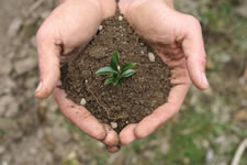 Topsoil from Barnsley and Wakefield  in hands with young plant